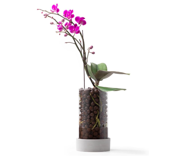 Fayoula Glass Orchid Pot